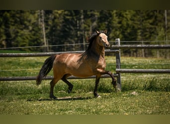 Leonhard, Mare, 3 years, 15.1 hh, Dun