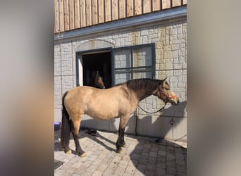 Leonhard, Mare, 3 years, 15.1 hh, Dun