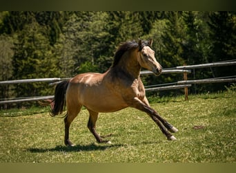 Leonhard, Mare, 3 years, 15.1 hh, Dun