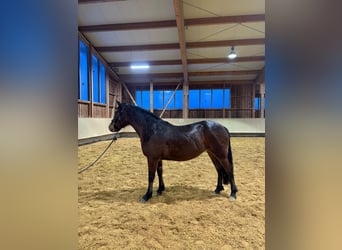 Leonhard, Mare, 3 years, 15,1 hh, Brown