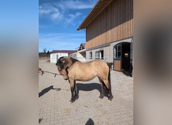 Leonhard, Mare, 3 years, 15,1 hh, Dun