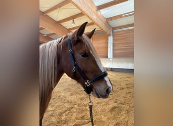 Leonhard, Mare, 4 years, 14,3 hh, Chestnut-Red
