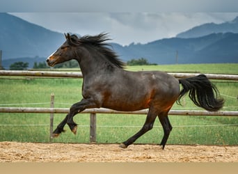 Leonhard, Mare, 6 years, 16 hh, Bay-Dark