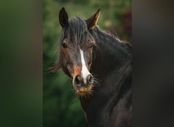 Leonhard, Mare, 6 years, 16 hh, Bay-Dark