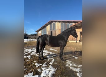 Leonhard, Mare, 7 years, 15,1 hh, Black