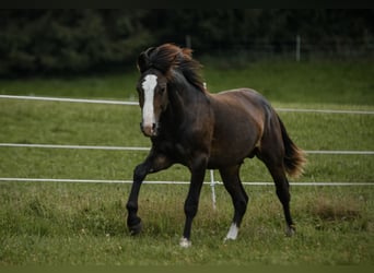 Leonhard, Stallion, 1 year, 14.1 hh, Bay-Dark