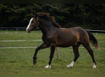 Leonhard, Stallion, 1 year, 14.1 hh, Bay-Dark
