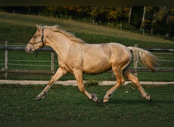 Leonhard, Stallion, 1 year, 14.1 hh, Palomino