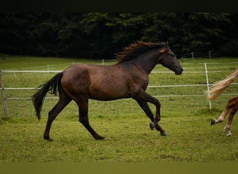 Leonhard, Stallion, 1 year, 14.2 hh, Bay-Dark