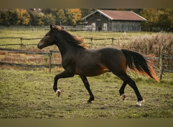 Leonhard, Stallion, 1 year, 14 hh, Bay-Dark