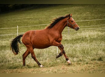 Leonhard, Stallion, 1 year, 14 hh, Brown