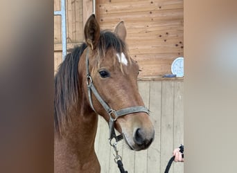 Leonhard, Stallion, 1 year, 14 hh, Brown
