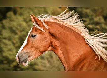 Leonhard, Stallion, 1 year, 14 hh, Chestnut-Red