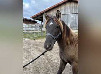 Leonhard, Stallion, 1 year, 14 hh, Dun