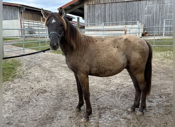 Leonhard, Stallion, 1 year, 14 hh, Dun