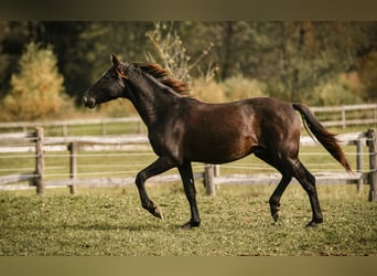 Leonhard, Stallion, 1 year, 14,1 hh, Bay-Dark