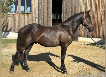 Leonhard, Stallion, 1 year, 15.2 hh, Black