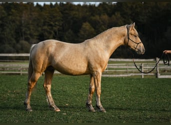 Leonhard, Stallion, 2 years, 14.1 hh, Palomino