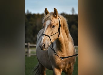 Leonhard, Stallion, 2 years, 14.1 hh, Palomino