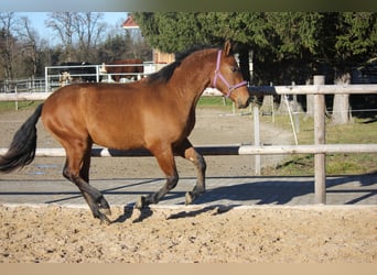 Leonhard, Stallion, 2 years, 14.2 hh, Dun
