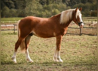 Leonhard, Stallion, 2 years, 14 hh, Chestnut-Red