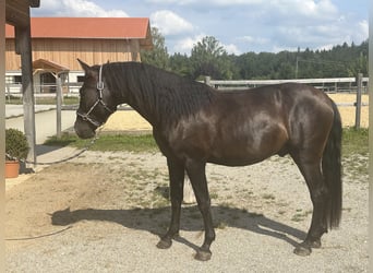 Leonhard, Stallion, 2 years, 15.2 hh, Black