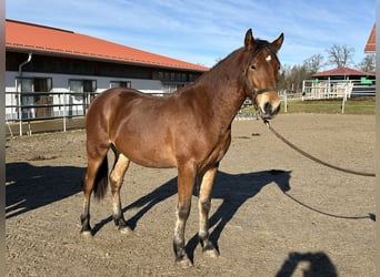 Leonhard, Stallion, 2 years, 15,2 hh, Brown