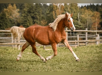 Leonhard, Stallone, 2 Anni, 144 cm