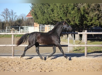 Leonhard, Valack, 2 år, 150 cm, Svart