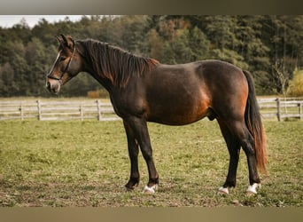 Leonharder, Hengst, 1 Jaar, 143 cm, Donkerbruin