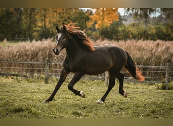 Leonharder, Hengst, 1 Jaar, 143 cm, Donkerbruin