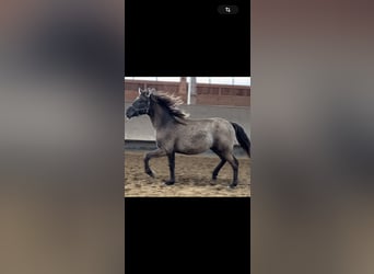 Leonharder, Hengst, 1 Jaar, 143 cm, Falbe