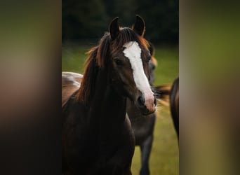 Leonharder, Hengst, 1 Jaar, 145 cm, Donkerbruin