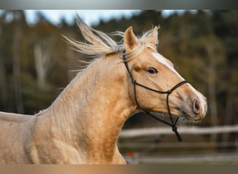 Leonharder, Hengst, 1 Jaar, 147 cm, Palomino