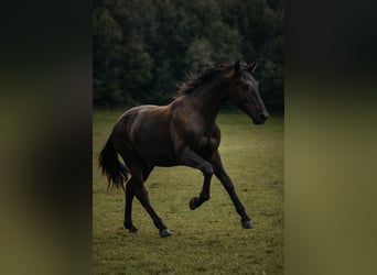 Leonharder, Hengst, 1 Jaar, 148 cm, Donkerbruin