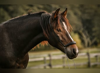Leonharder, Hengst, 1 Jahr, 143 cm, Dunkelbrauner