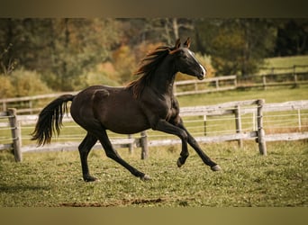 Leonharder, Hengst, 1 Jahr, 145 cm, Dunkelbrauner