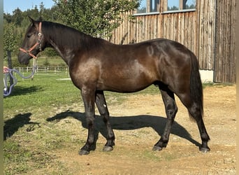 Leonharder, Hengst, 1 Jahr, 158 cm, Rappe