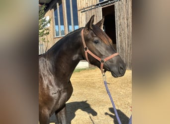 Leonharder, Hengst, 1 Jahr, 158 cm, Rappe