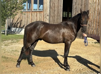 Leonharder, Hengst, 1 Jahr, 158 cm, Rappe