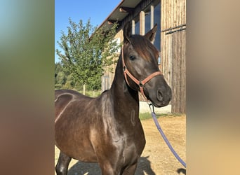 Leonharder, Hengst, 1 Jahr, 158 cm, Rappe