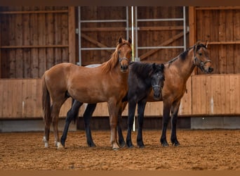 Leonharder, Hengst, 1 Jahr