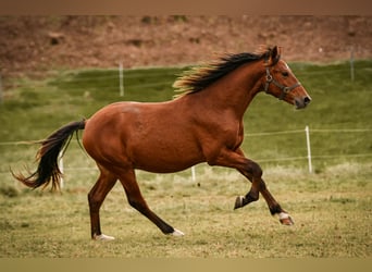 Leonharder, Hengst, 2 Jaar, 143 cm, Bruin