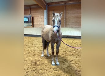 Leonharder, Hengst, 2 Jaar, 153 cm, Palomino