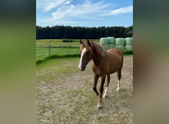 Leonharder, Hengst, 2 Jaar, Vos