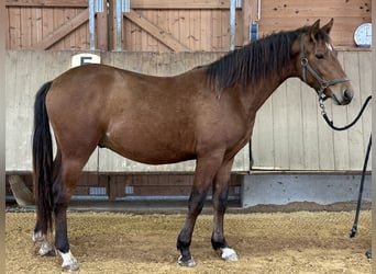 Leonharder, Hengst, 2 Jahre, 143 cm