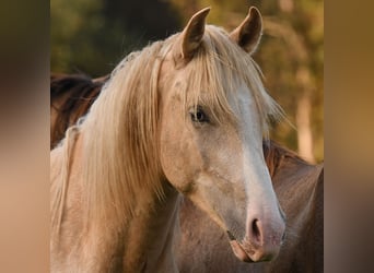 Leonharder, Hengst, 2 Jahre, 158 cm, Palomino