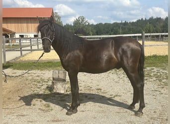 Leonharder, Hengst, 2 Jahre, 158 cm, Rappe