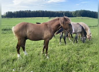 Leonharder, Hengst, 2 Jahre, Fuchs