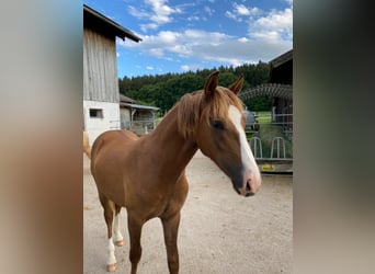 Leonharder, Hengst, 2 Jahre, Fuchs